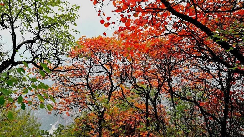 西安絕美小眾地，一入秋就刷爆全網(wǎng)，浪漫成了古長(zhǎng)安