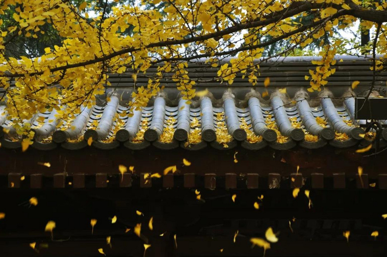 西安絕美小眾地，一入秋就刷爆全網(wǎng)，浪漫成了古長(zhǎng)安
