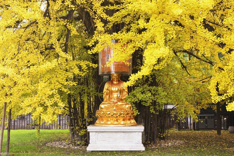 西安絕美小眾地，一入秋就刷爆全網(wǎng)，浪漫成了古長(zhǎng)安