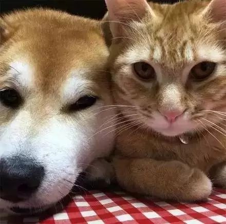 猫狗cp有多好嗑?反正我彻底酸哭了