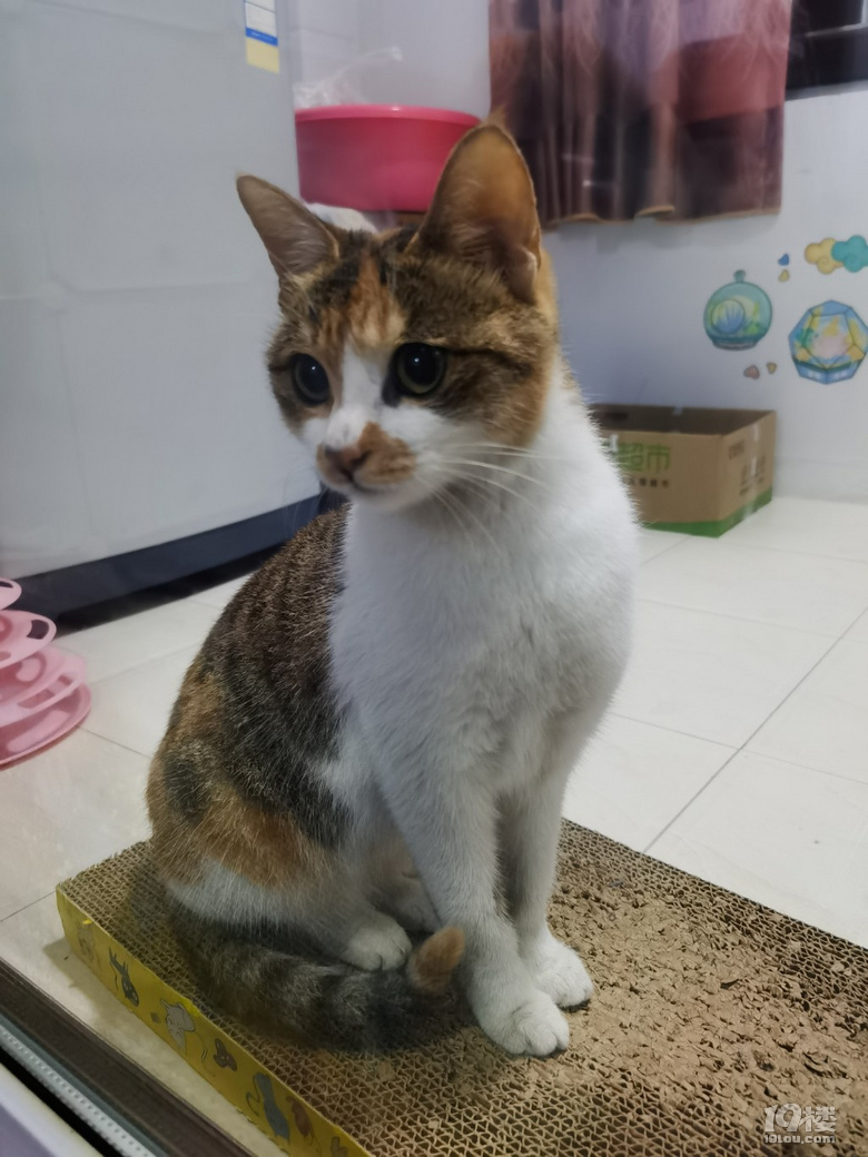 六个月大漂亮三花猫求领养