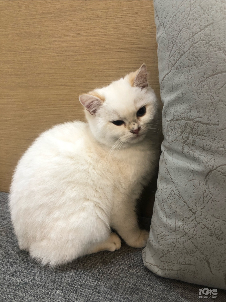 СYĿҹ҂