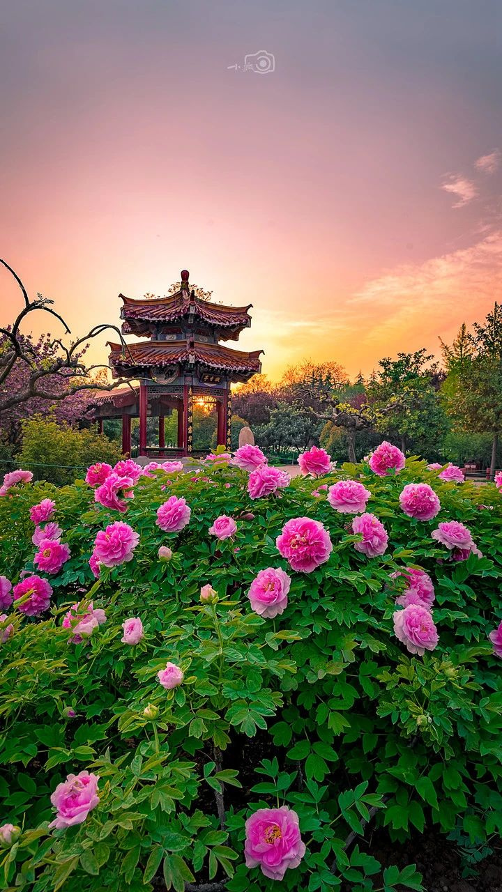 中原城市都這么有文化底蘊(yùn)嗎？洛陽太美了