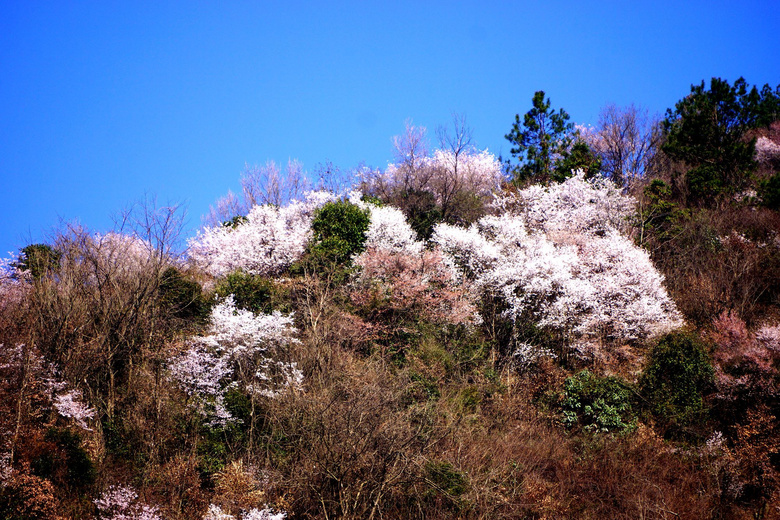 山上的野樱花