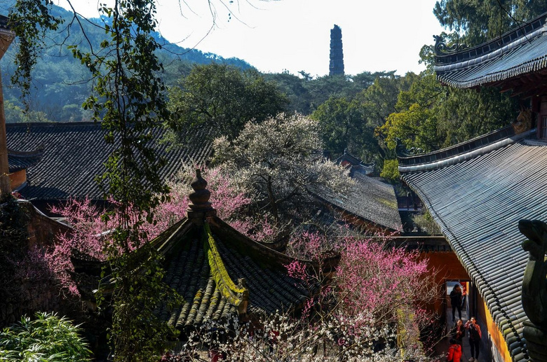 梅花盛而知春至，國(guó)清寺千年隋梅開了，又被她的美驚艷了