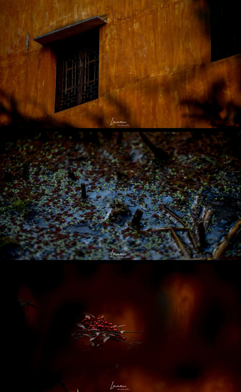 梅花盛而知春至，國(guó)清寺千年隋梅開了，又被她的美驚艷了
