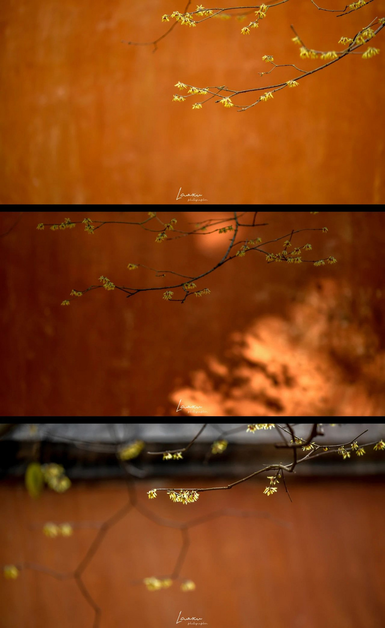 梅花盛而知春至，國(guó)清寺千年隋梅開了，又被她的美驚艷了