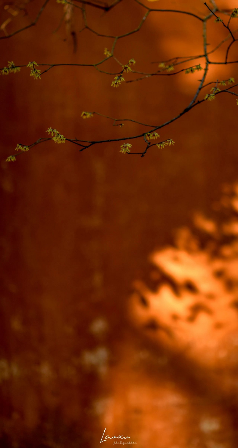 梅花盛而知春至，國(guó)清寺千年隋梅開了，又被她的美驚艷了