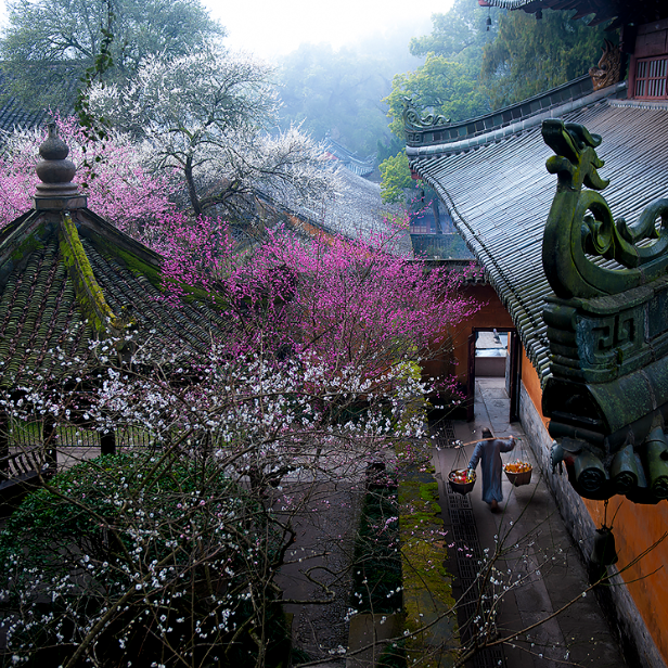 梅花盛而知春至，國(guó)清寺千年隋梅開了，又被她的美驚艷了