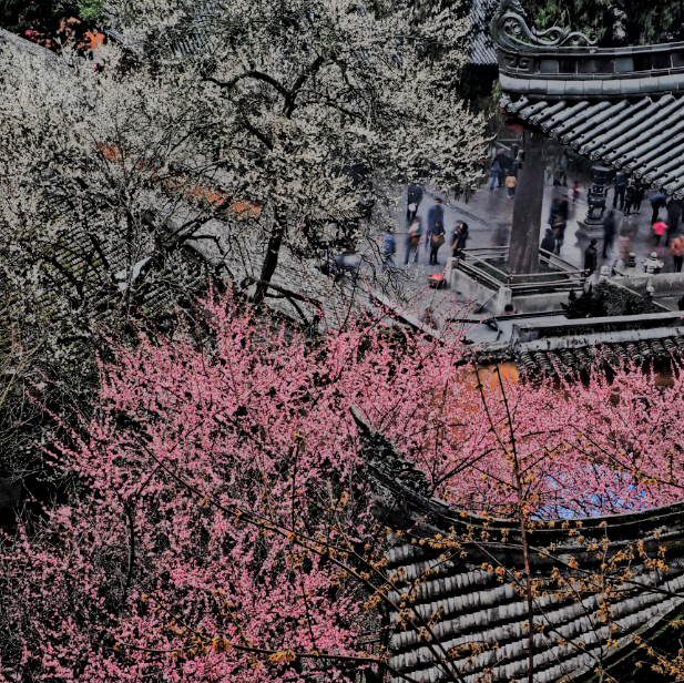 梅花盛而知春至，國(guó)清寺千年隋梅開了，又被她的美驚艷了
