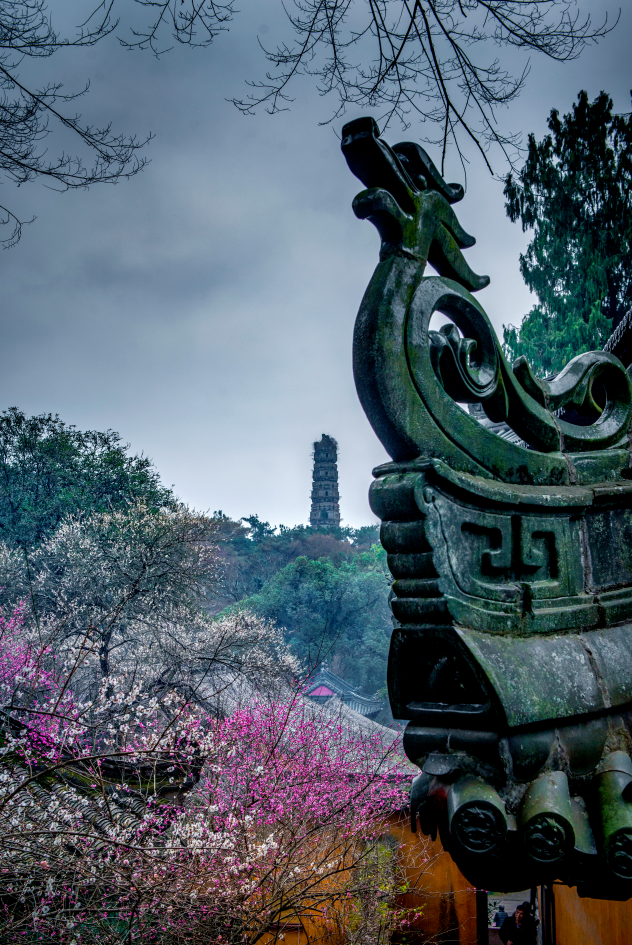 梅花盛而知春至，國(guó)清寺千年隋梅開了，又被她的美驚艷了