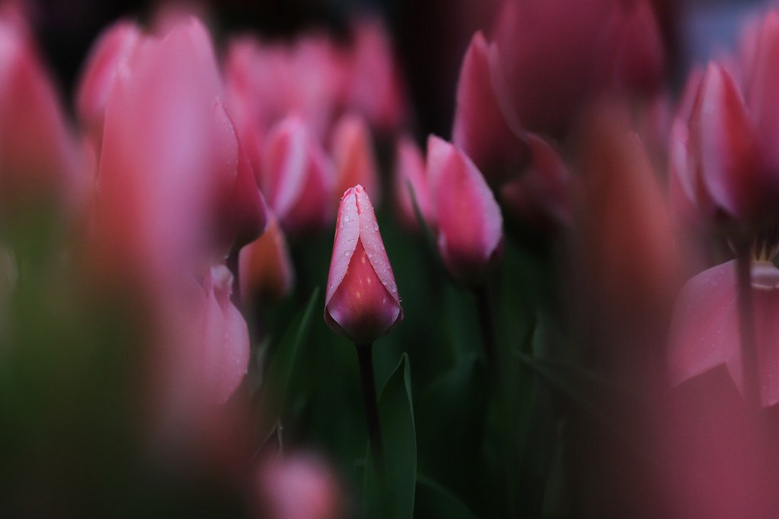 ̫Ӟ