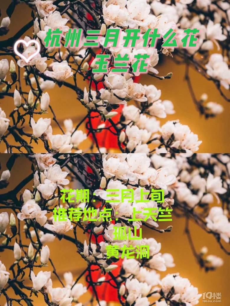 杭州三月Z強(qiáng)賞花大全，錯過又要等一年噢