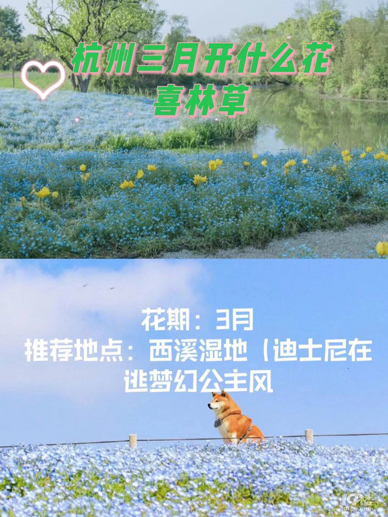 杭州三月Z強(qiáng)賞花大全，錯過又要等一年噢