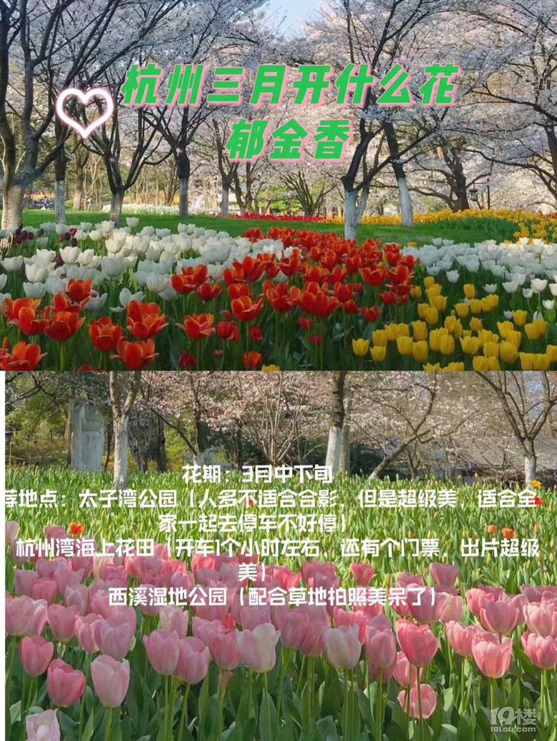 杭州三月Z強(qiáng)賞花大全，錯過又要等一年噢
