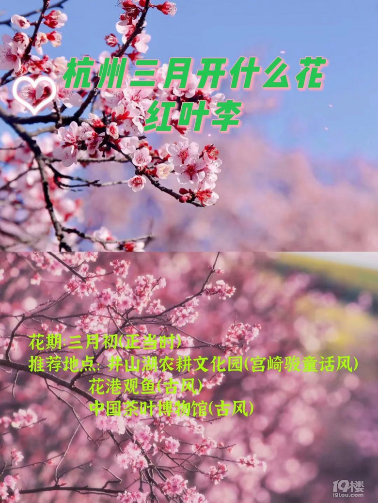 杭州三月Z強(qiáng)賞花大全，錯過又要等一年噢
