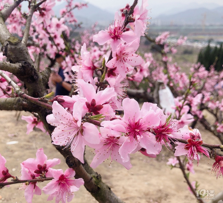 桃花林[表情]