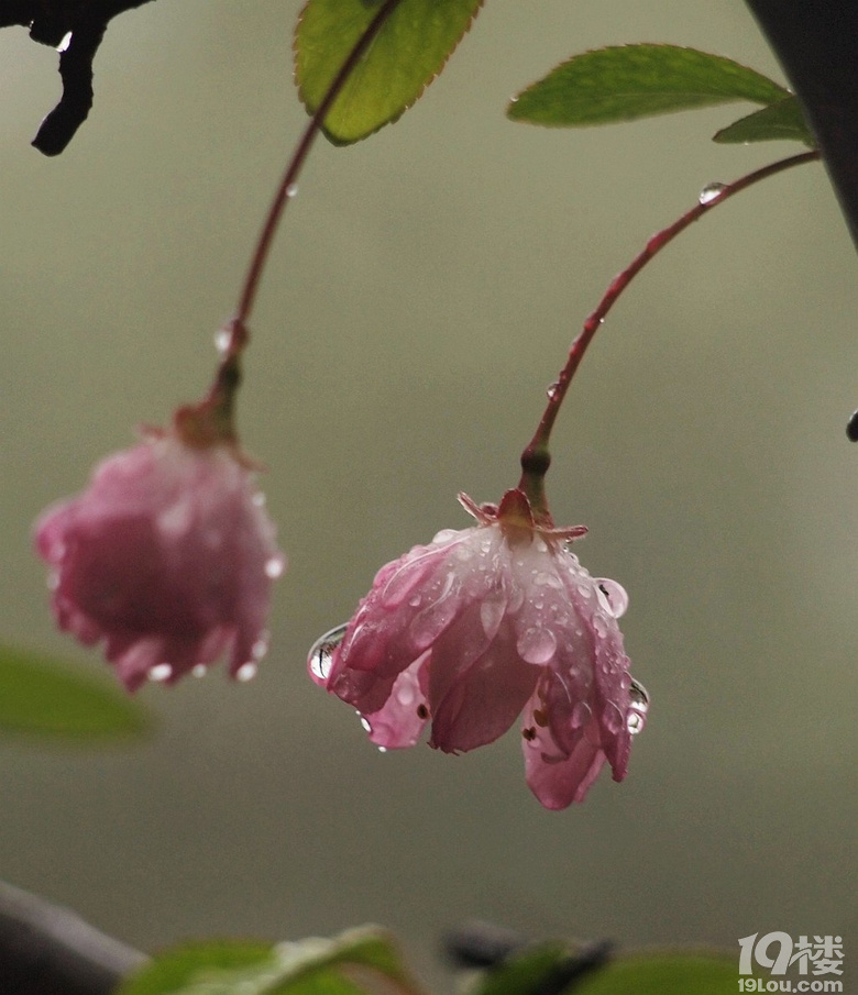 春雨绵绵