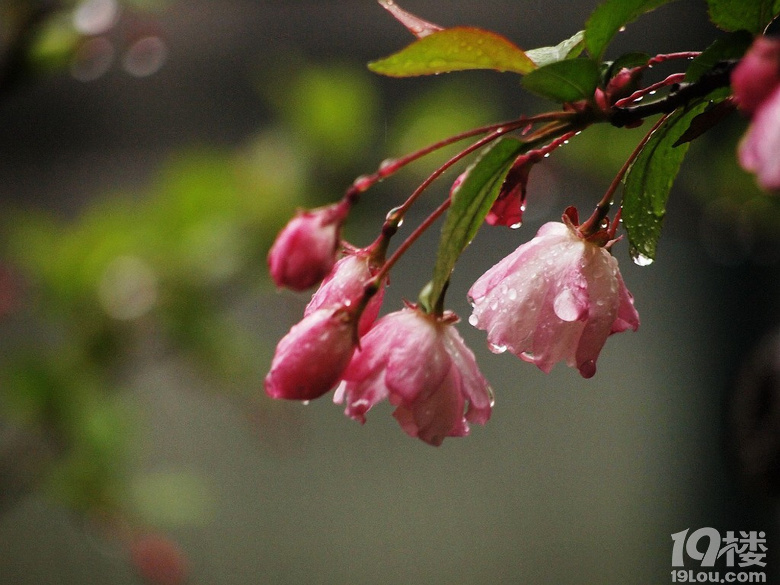 春雨绵绵