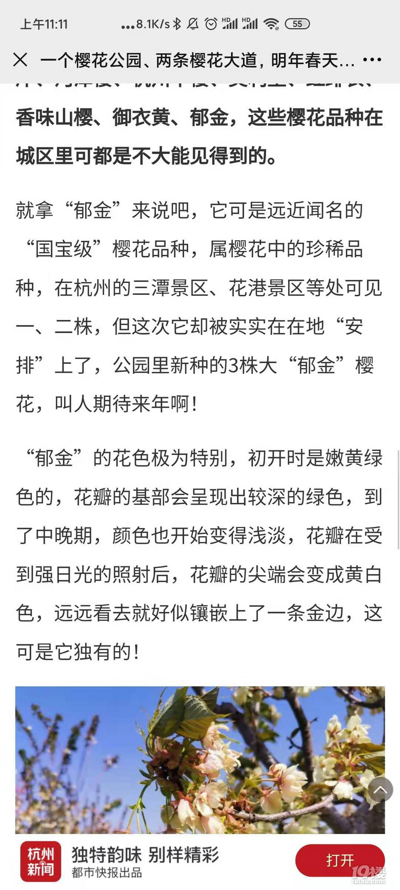 櫻花還有綠色的？杭州這幾棵熊貓級櫻花你可別錯過了！