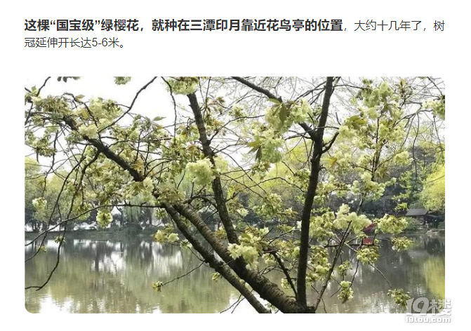 櫻花還有綠色的？杭州這幾棵熊貓級櫻花你可別錯過了！