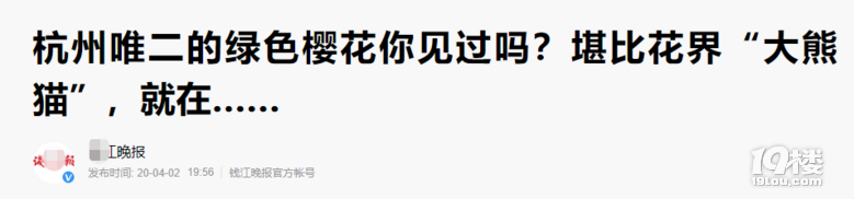 櫻花還有綠色的？杭州這幾棵熊貓級櫻花你可別錯過了！