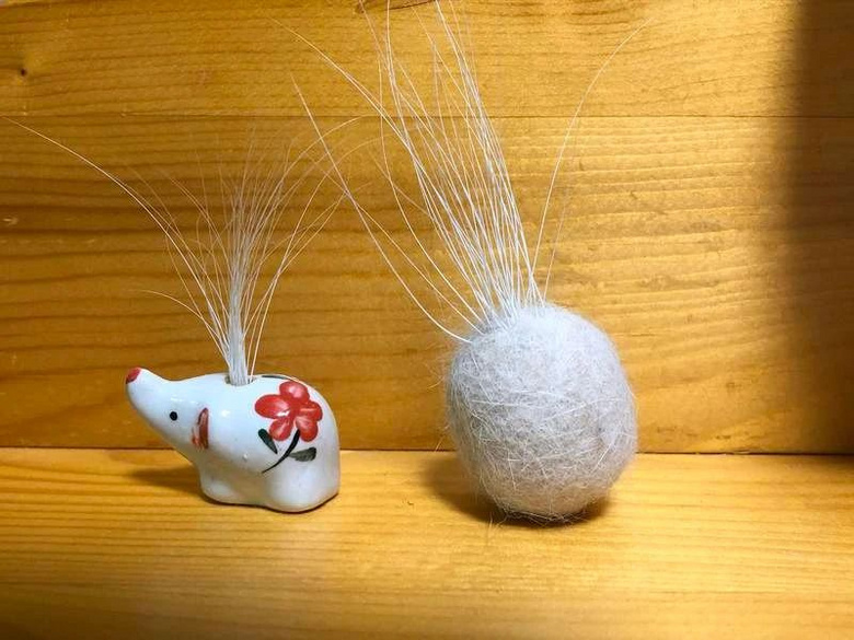 撿到流浪貓的一根胡子，幾天后…發(fā)大財(cái)了！