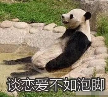 大熊貓“比武招親”沖上熱搜，打不出狗叫算貓輸！
