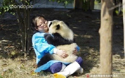 大熊貓“比武招親”沖上熱搜，打不出狗叫算貓輸！