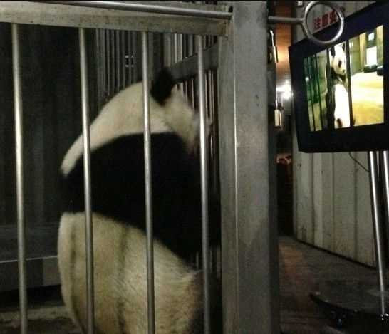 大熊貓“比武招親”沖上熱搜，打不出狗叫算貓輸！