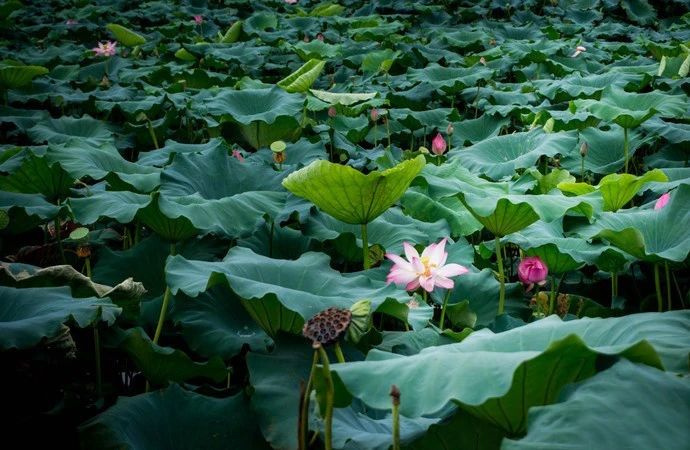 杭州旅行攻略|來杭州不可錯過的幾個地方