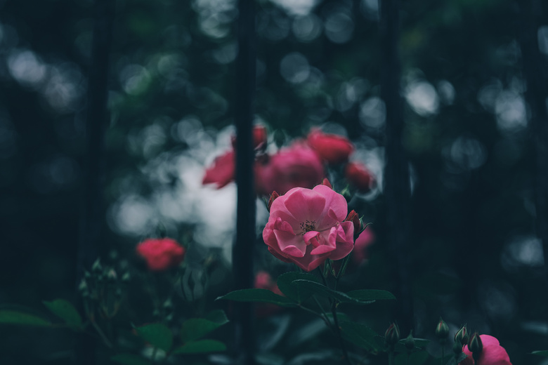 tNޱ
