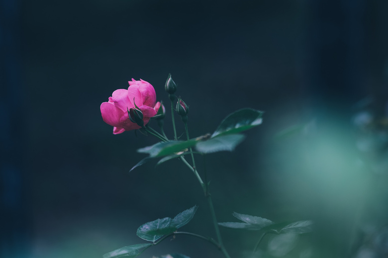 tNޱ