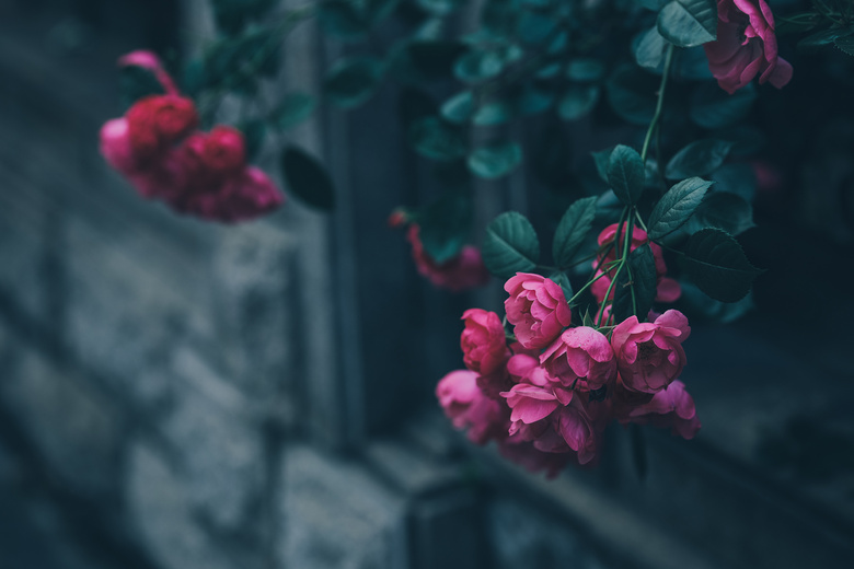 tNޱ