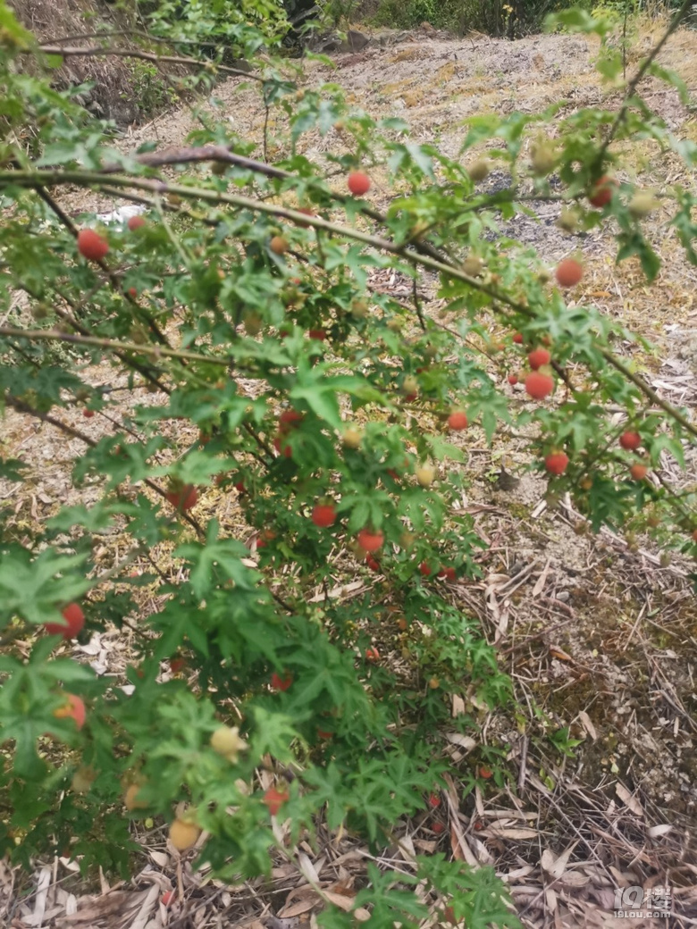 兒時(shí)的味道，你還剩下多少