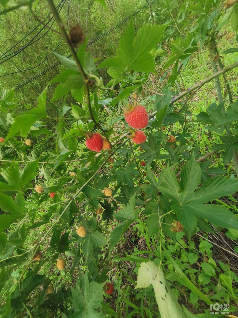 兒時(shí)的味道，你還剩下多少