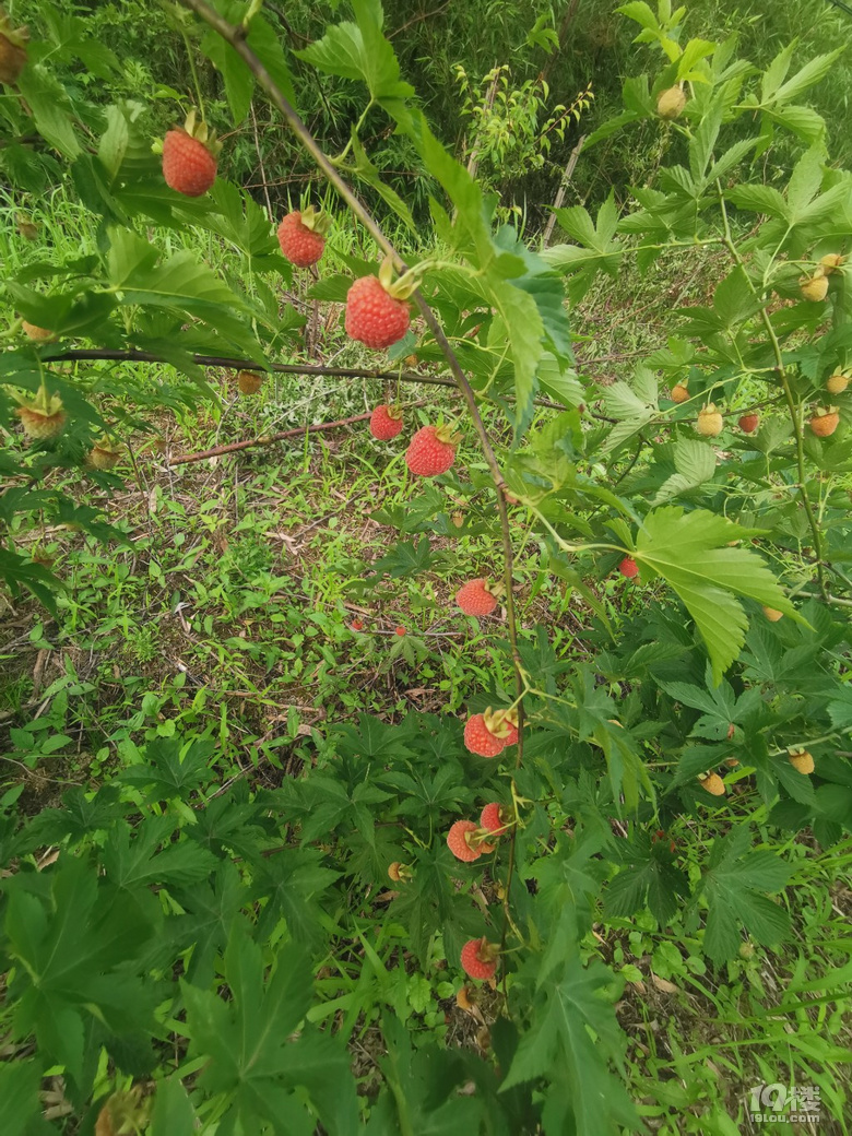 兒時(shí)的味道，你還剩下多少
