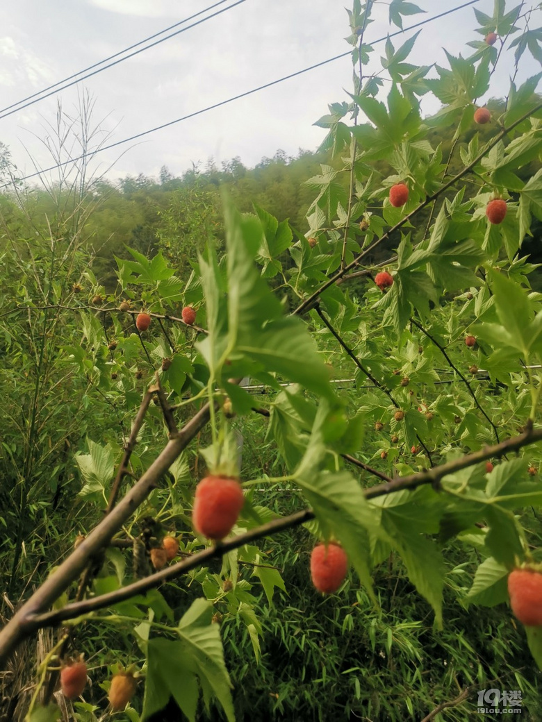兒時(shí)的味道，你還剩下多少