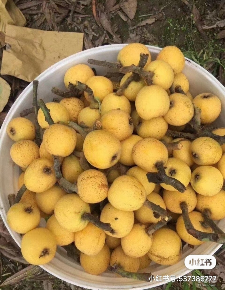今天的美食