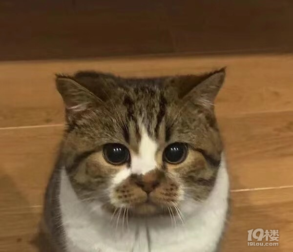 鿴ԭD