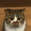 鿴ß
