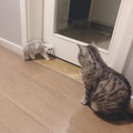 鿴ß