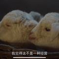 鿴ß