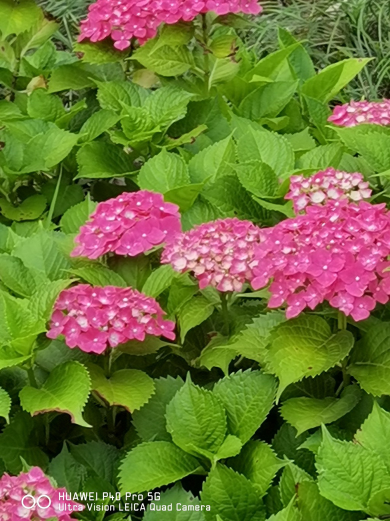 七彩秀球花一一拍自信息港