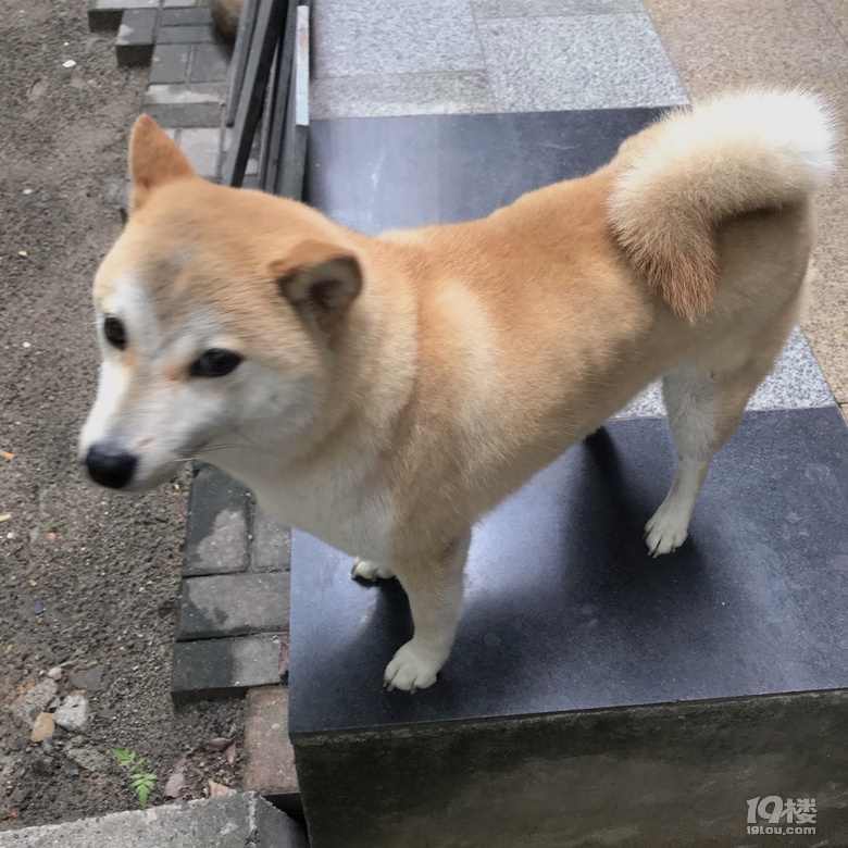 擼狗真的太快樂了！