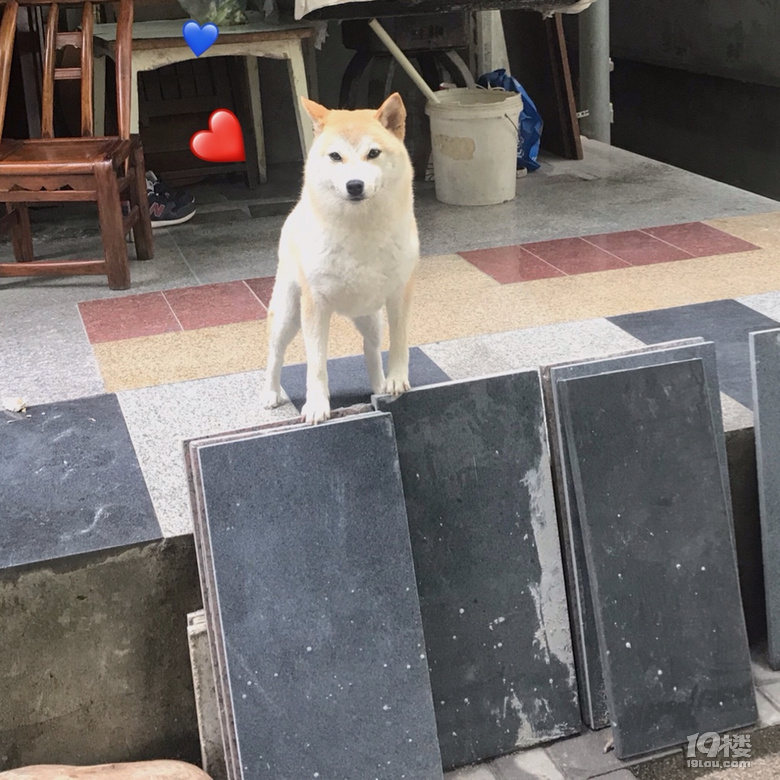擼狗真的太快樂了！