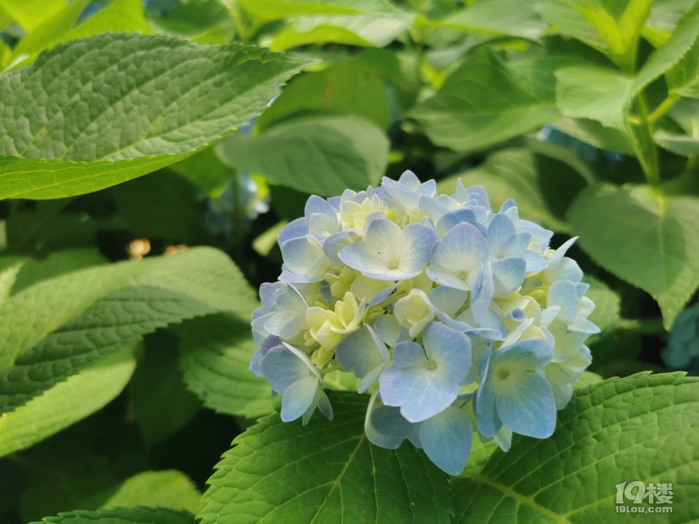 上临平山看百花,原来绣球花有这么多品种
