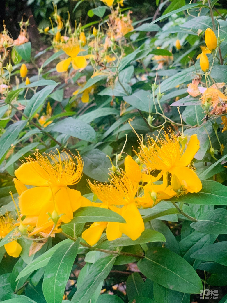 早上好呀 花開得正好 每天上下班都可以觀賞一下