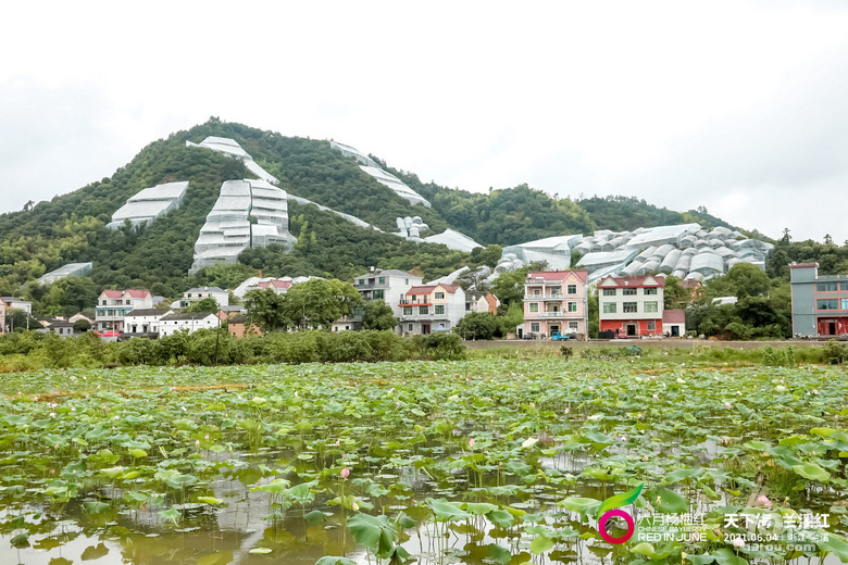蘭溪楊梅紅天下  2021浙江“六月楊梅紅”系列活動在蘭啟動