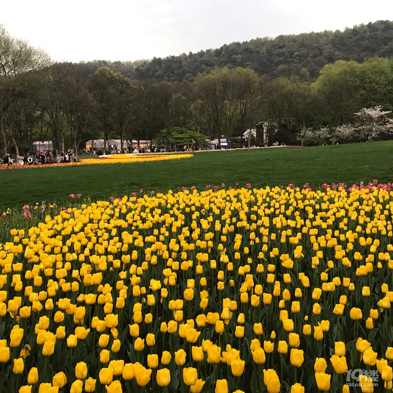 太子灣公園里面的郁金香